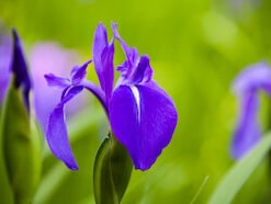「いずれ菖蒲か杜若」とは？ 菖蒲湯に入れるのは何？ アヤメ・カキツバタ・ショウブの違いや見分け方