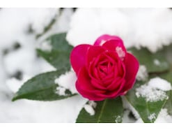 【寒中見舞い】書き方・文例（時候の挨拶）と送る時期・マナーを解説！ 喪中・年賀状の返礼にも