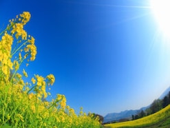 【時候の挨拶】3月上旬・中旬・下旬の季節の挨拶と結び文、ビジネスやカジュアルに対応