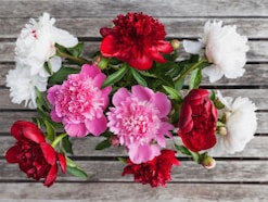Q.「芍薬」を贈りたいのですが、“怖い花言葉”もあるって本当ですか？贈ってはダメな色はありますか？