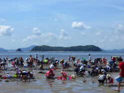 Q.潮干狩りの貝は危険って本当？ アサリにも毒があると聞いて心配です