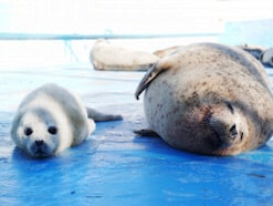 赤ちゃんアザラシのポポ＆ライにキュン！ 日本最北・ノシャップ寒流水族館で過ごす涼しい夏休み
