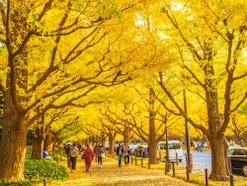 関東地方で人気の紅葉スポットランキング！ 2位は「明治神宮外苑」、1位は？【専門家のおすすめも】