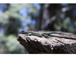 トカゲなど、爬虫類の冬眠させる方法！ 冬の過ごさせ方について