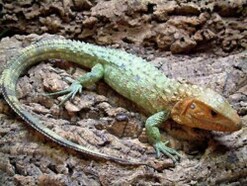 ギアナカイマントカゲの基本情報と飼育方法…半水生の大きいトカゲ！