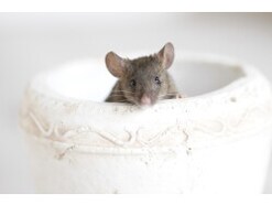 スナネズミの特徴と飼う際の準備や心構え