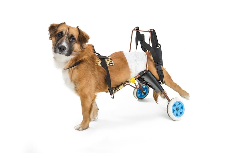 犬用車椅子のおすすめ10選 老犬 リハビリ中のワンちゃんに 2輪 4輪は症状で選んで Best One ベストワン