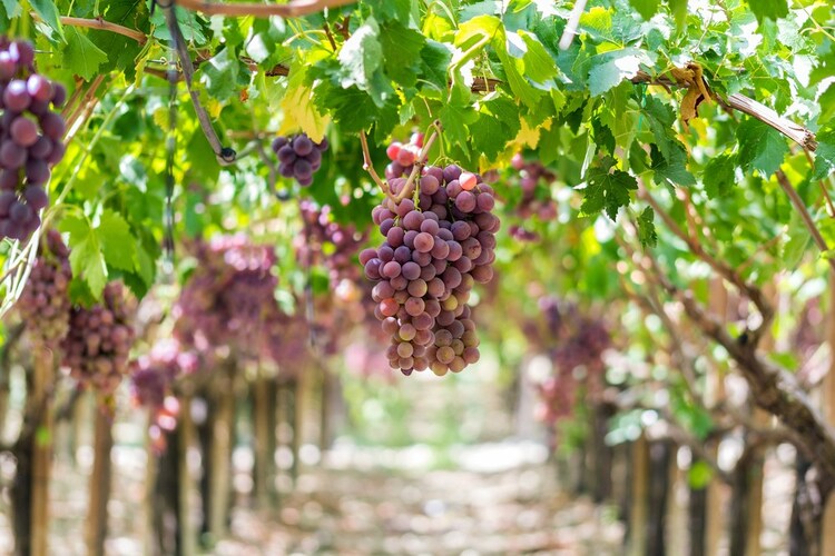 シチリアのブドウ栽培