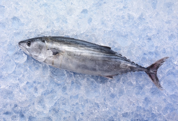 魚の種類｜クセがなく幅広く使えるのは鰹！鮪は吸い物など薄味料理に