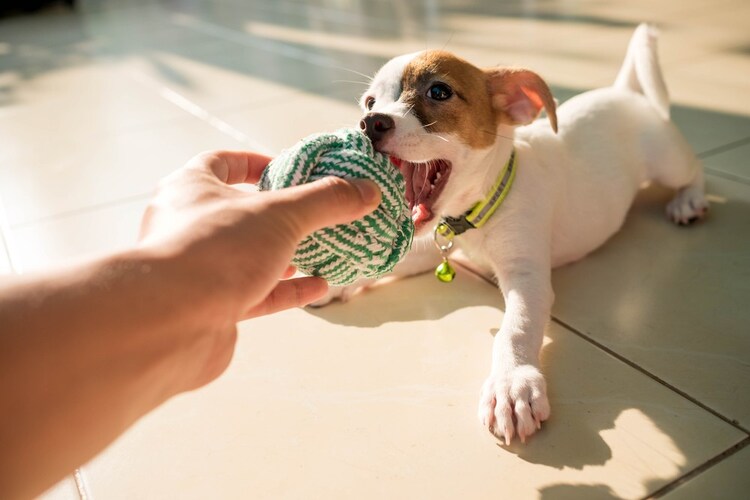 犬用おもちゃの人気商品17選 知育にもおすすめ ボールやぬいぐるみなども紹介 Best One ベストワン