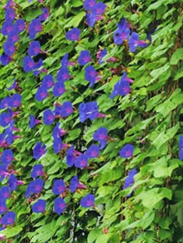 育成タイプ|つる性であることが大前提、朝顔など花が咲くものも楽しい!