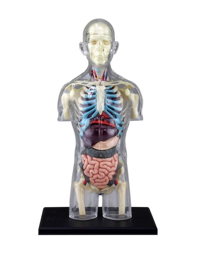 全身内臓タイプ｜臓器の位置を再現！解剖学を学ぶ方に