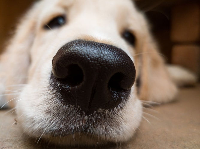 香り｜犬や猫は臭いに敏感、強いものは避けて