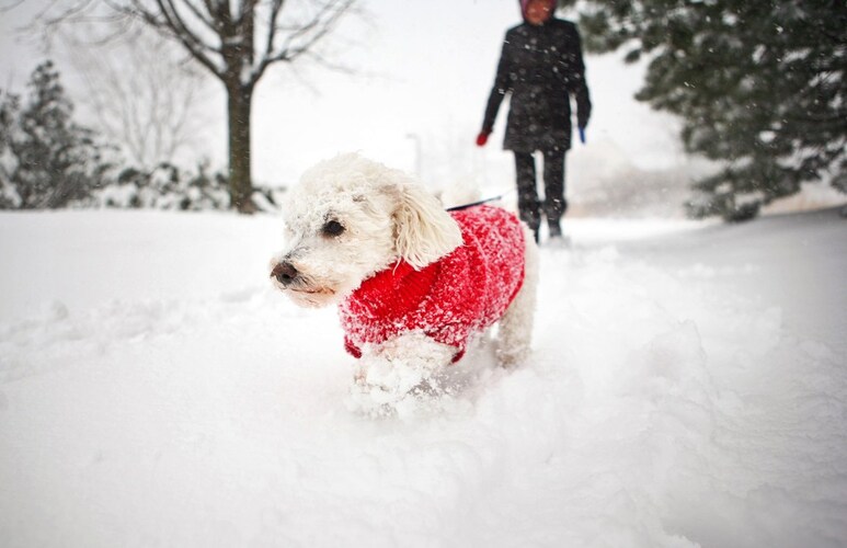 犬用冬服おすすめ人気ランキング選 おしゃれなつなぎや暖かいコートも Best One ベストワン