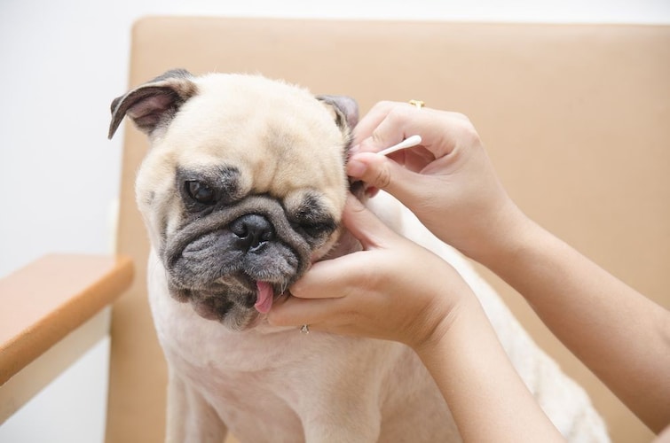 犬の耳掃除のやり方・頻度は？嫌がるときの対処法も！