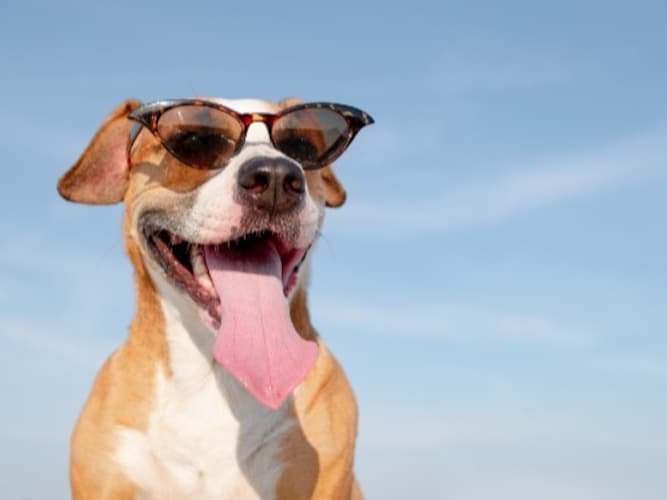 UVカット｜散歩好きな愛犬に紫外線100％カットのものを