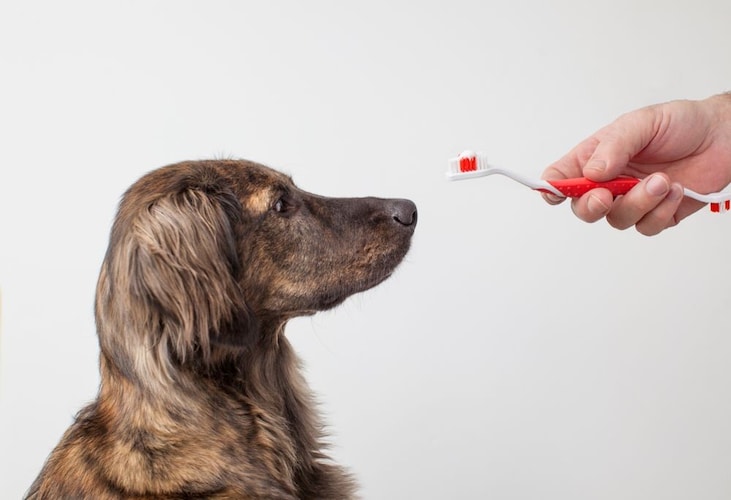 犬の歯磨きに歯磨き粉は必要？