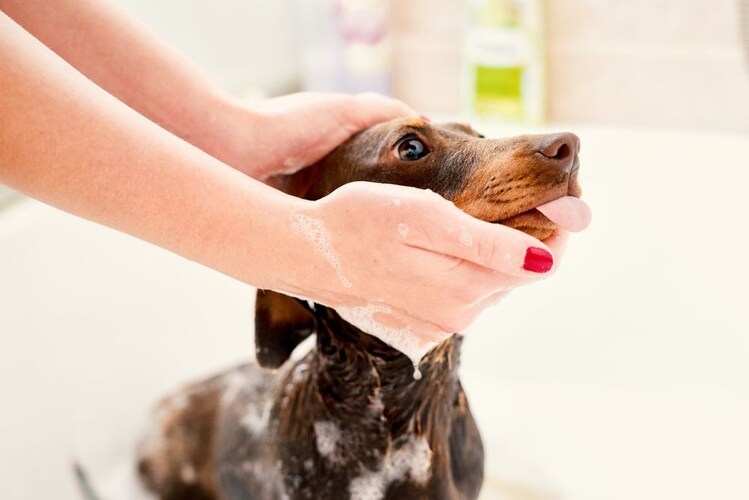 犬のシャンプーのやり方や頻度、入浴時期について
