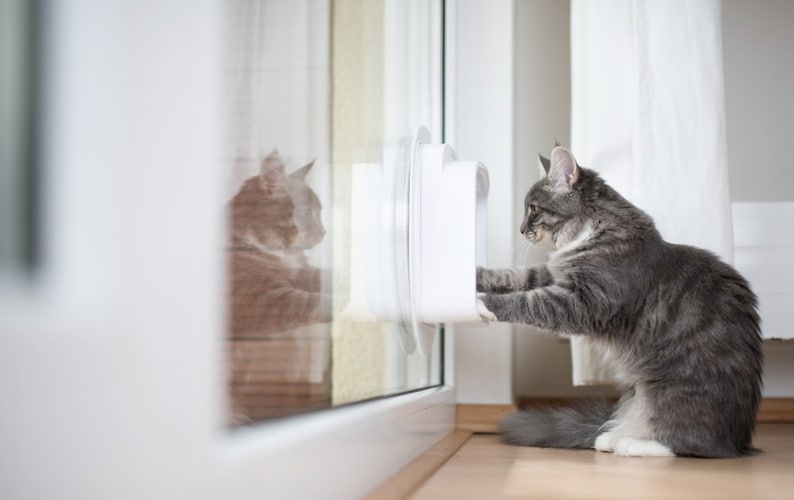 猫ドアを通らないときは「遊びながら慣れさせる」