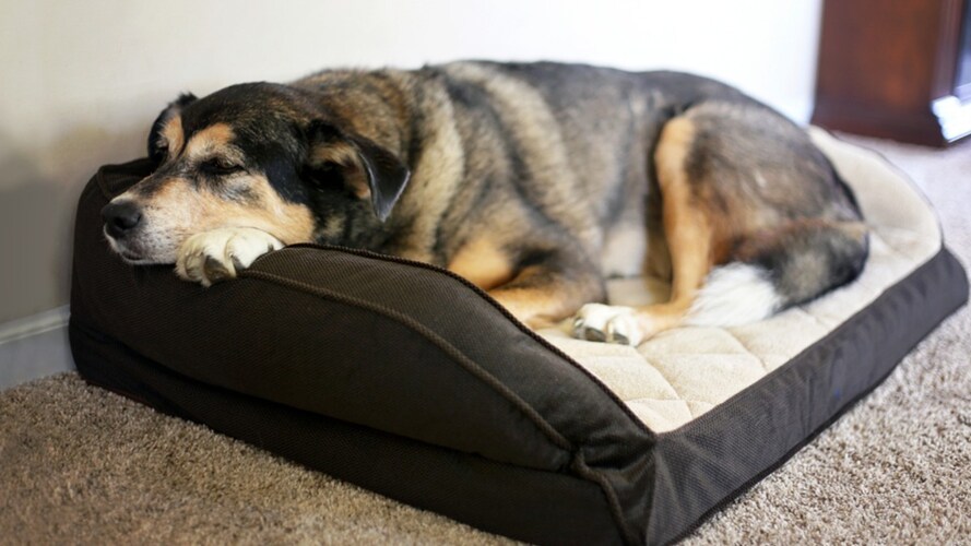 犬用ベッドおすすめ人気ランキング15選 洗えるタイプが便利 オシャレでかわいいドーム型も Best One ベストワン