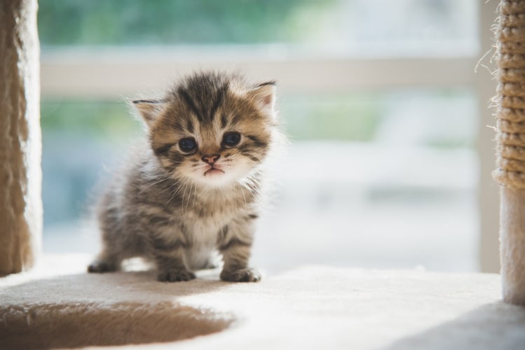 子猫の首輪は骨格がしっかりしてからがおすすめ
