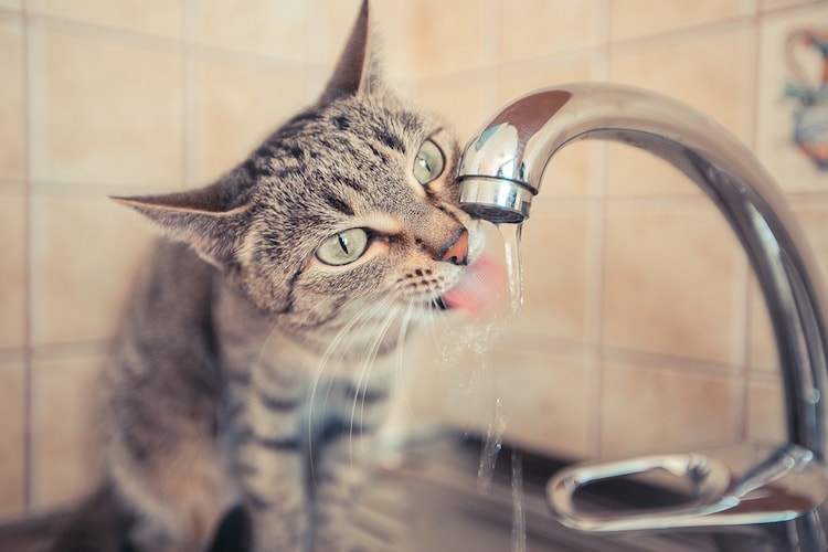 猫におすすめの水と水飲み容器6選 水道水を飲まない子には天然水や自動給水器も Best One ベストワン