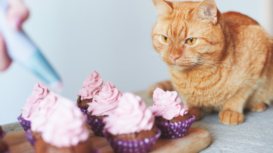 猫用ケーキの選び方