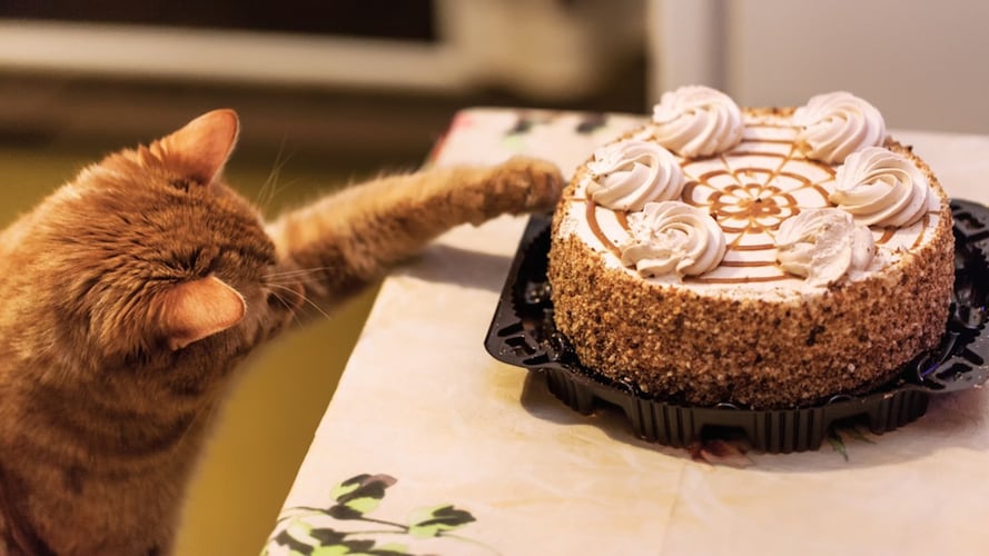 猫用ケーキ何歳から与えていいのか