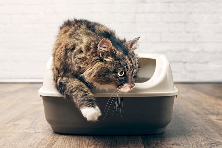 愛猫がトイレを使わないのはストレスが原因？対処法は？