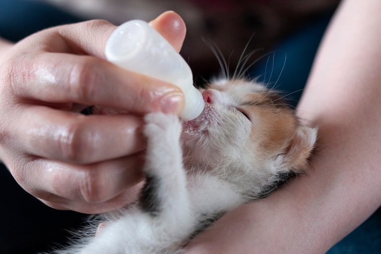 子猫には猫用ミルクを！牛乳で代用できない理由は？【獣医師解説】