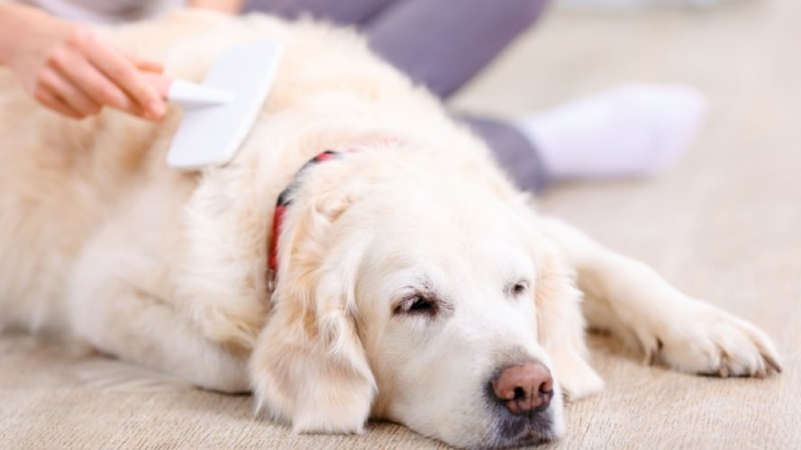 愛犬の床ずれを防ごう！床ずれ予防・対処法をチェック