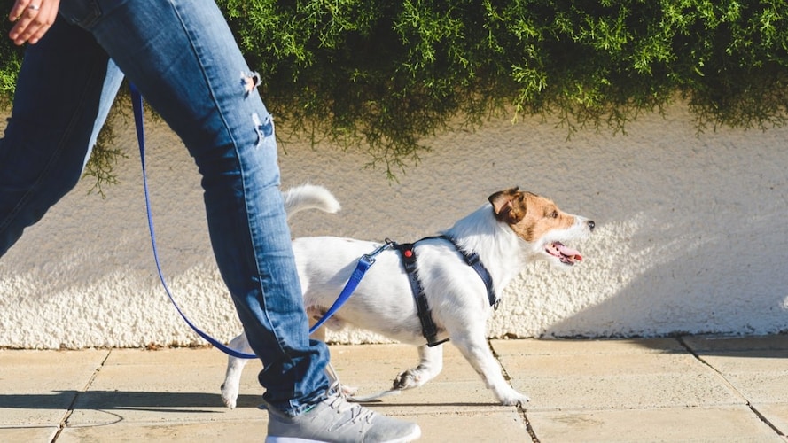 犬の散歩グッズおすすめ11選 子犬の散歩はいつから 時間やしつけ方法を解説 便利なバッグやライトも紹介 Best One ベストワン