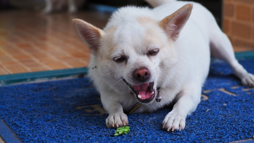 犬用クールマット・夏用マットを噛む原因と対処法