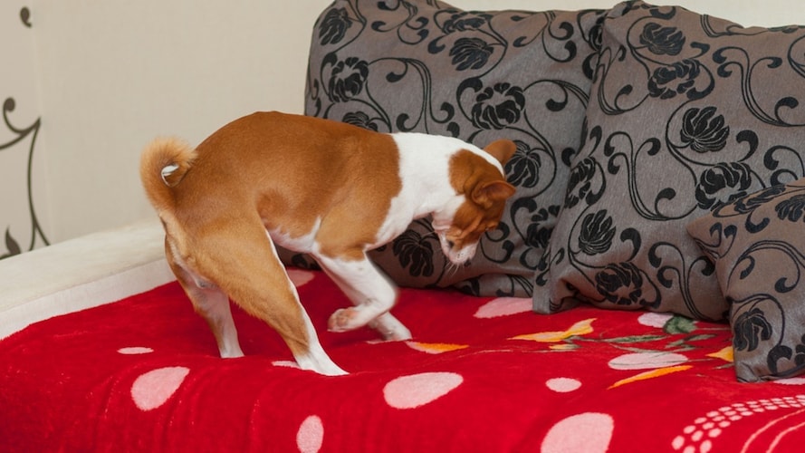 犬がソファーを掘る・噛む原因と対処法