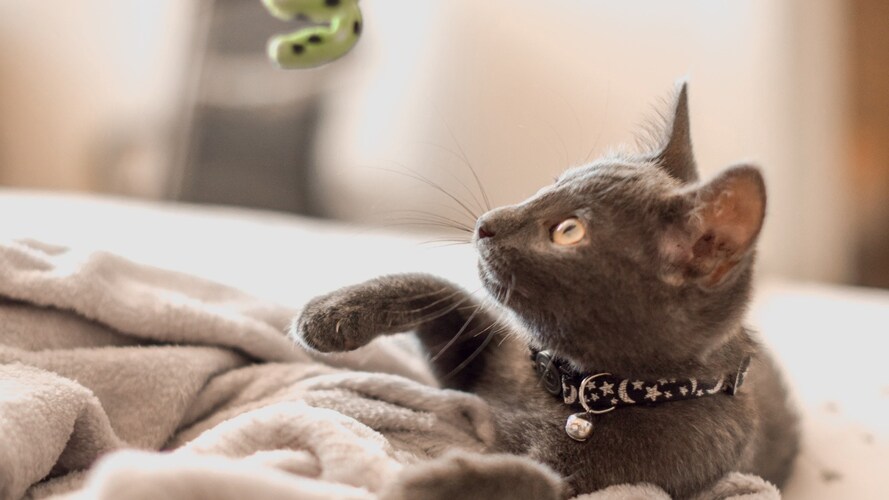 猫が喜ぶ「猫じゃらし」の選び方