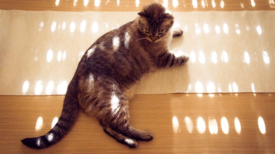ライトを追いかける猫ちゃんには「LEDで光る」猫じゃらし