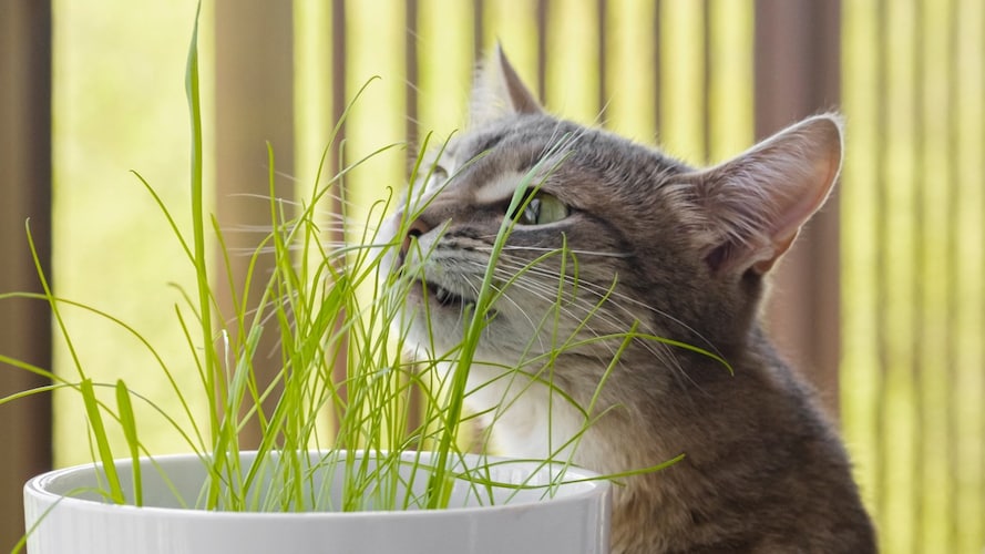 猫草の疑問に獣医師が回答 必要性 効果は いつからあげるの 種や栽培キットのおすすめ19選 Best One ベストワン