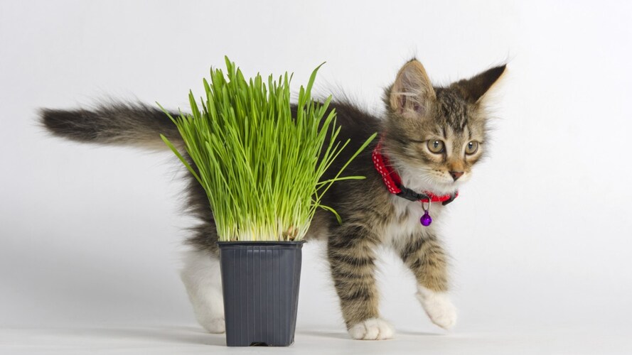 <いつから与える?子猫にはNG?>