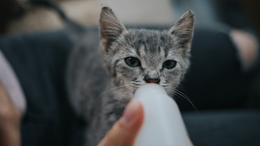 子猫用離乳食おすすめランキング選 いつからいつまで 食べないときの対処法や作り方も解説 Best One ベストワン