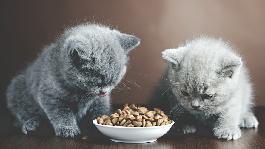 子猫用離乳食おすすめランキング選 いつからいつまで 食べないときの対処法や作り方も解説 Best One ベストワン