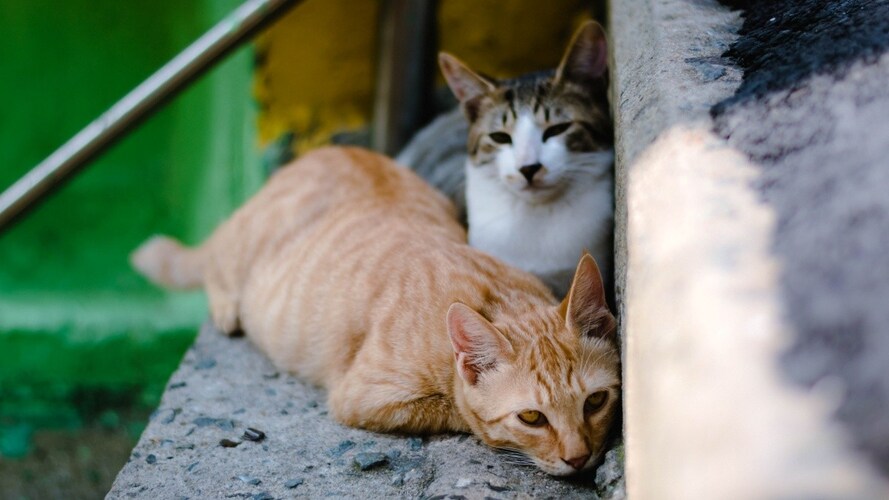 二匹・多頭飼いでケージに入れるときの注意点は?