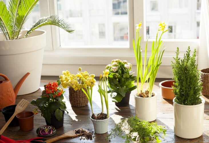 植物アレルギー|お肌が弱い方は事前の成分チェックやパッチテストを!