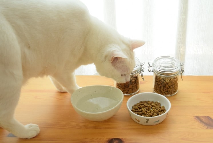 猫がドライフードを食べない理由と対処法【獣医師が解説】