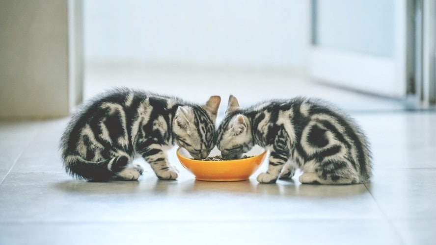 子猫に離乳食を与える回数と量