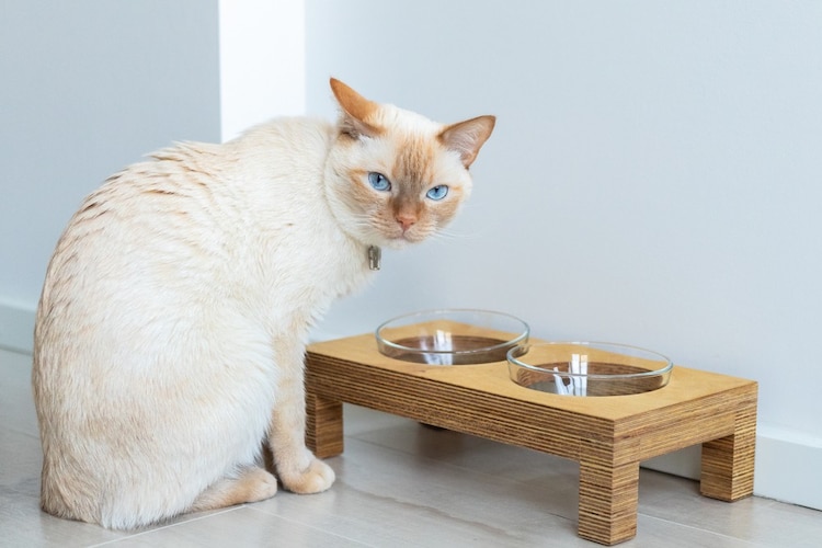 猫に飲み水を与える量やタイミングは？【獣医師解説】