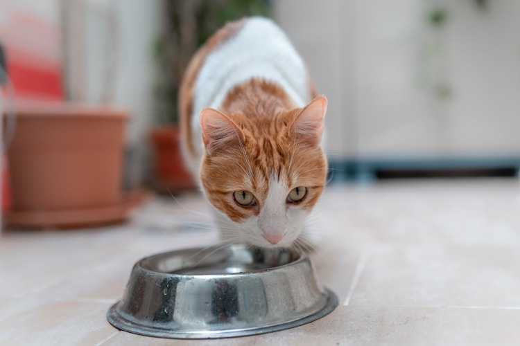 愛猫が水を嫌う・あまり飲まない場合の原因と対処法