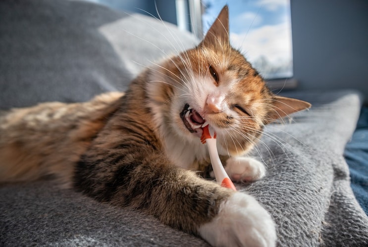 猫の歯磨きのコツを獣医師が解説 猫用歯磨きグッズおすすめ15選 嫌がる子にはおやつも Best One ベストワン