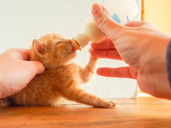 子猫のミルクって牛乳じゃダメ？市販のミルクとの違いとは？