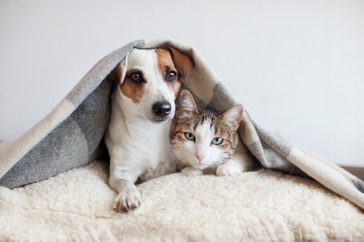 ペットを飼っている場合は『冷却剤』と『設置型』の使用を