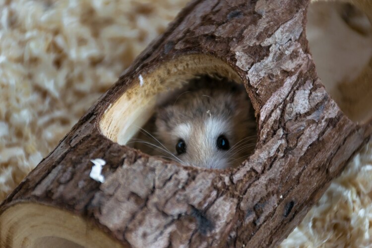Q.4 餌を隠すのはどうして?
